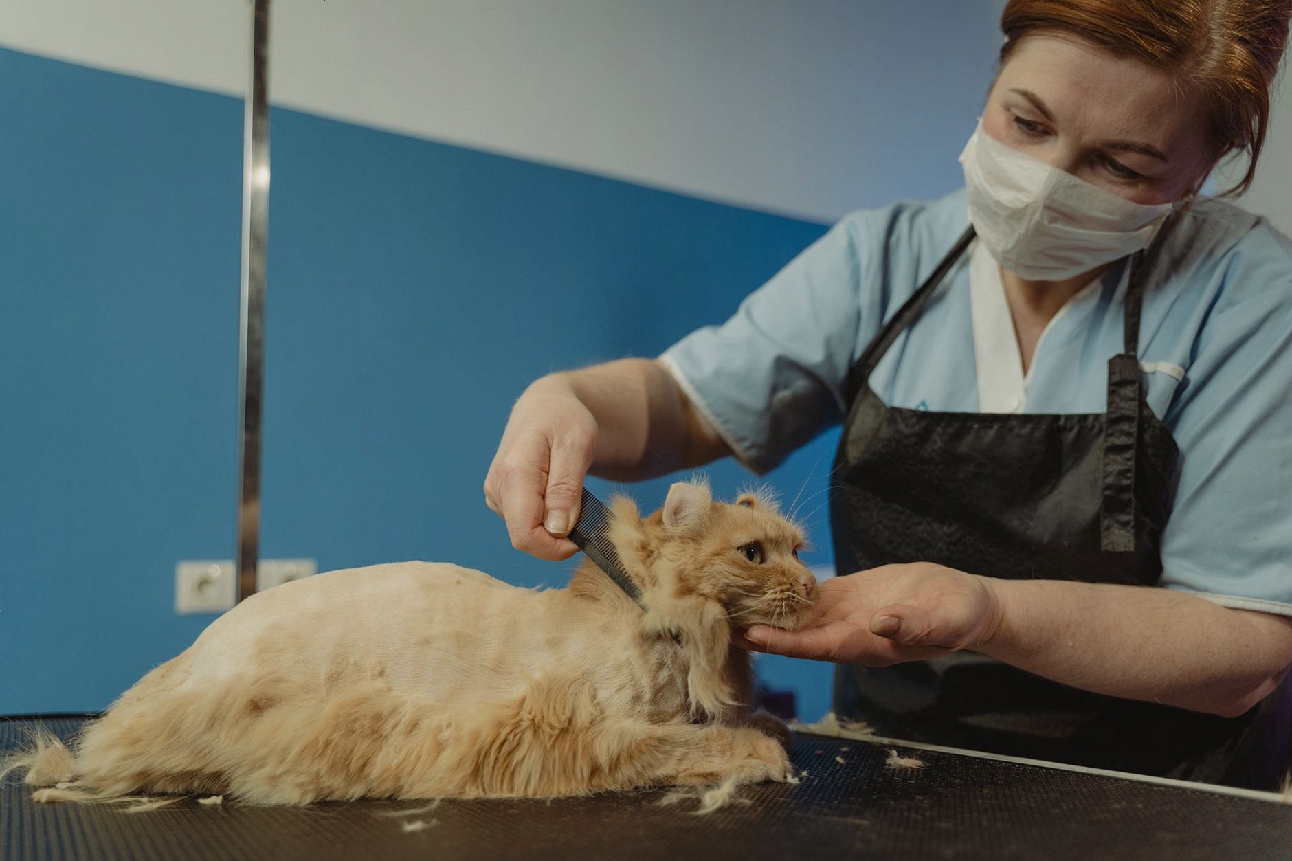 Close-up of a professional groomer trimming a fluffy orange tabby cat indoors.