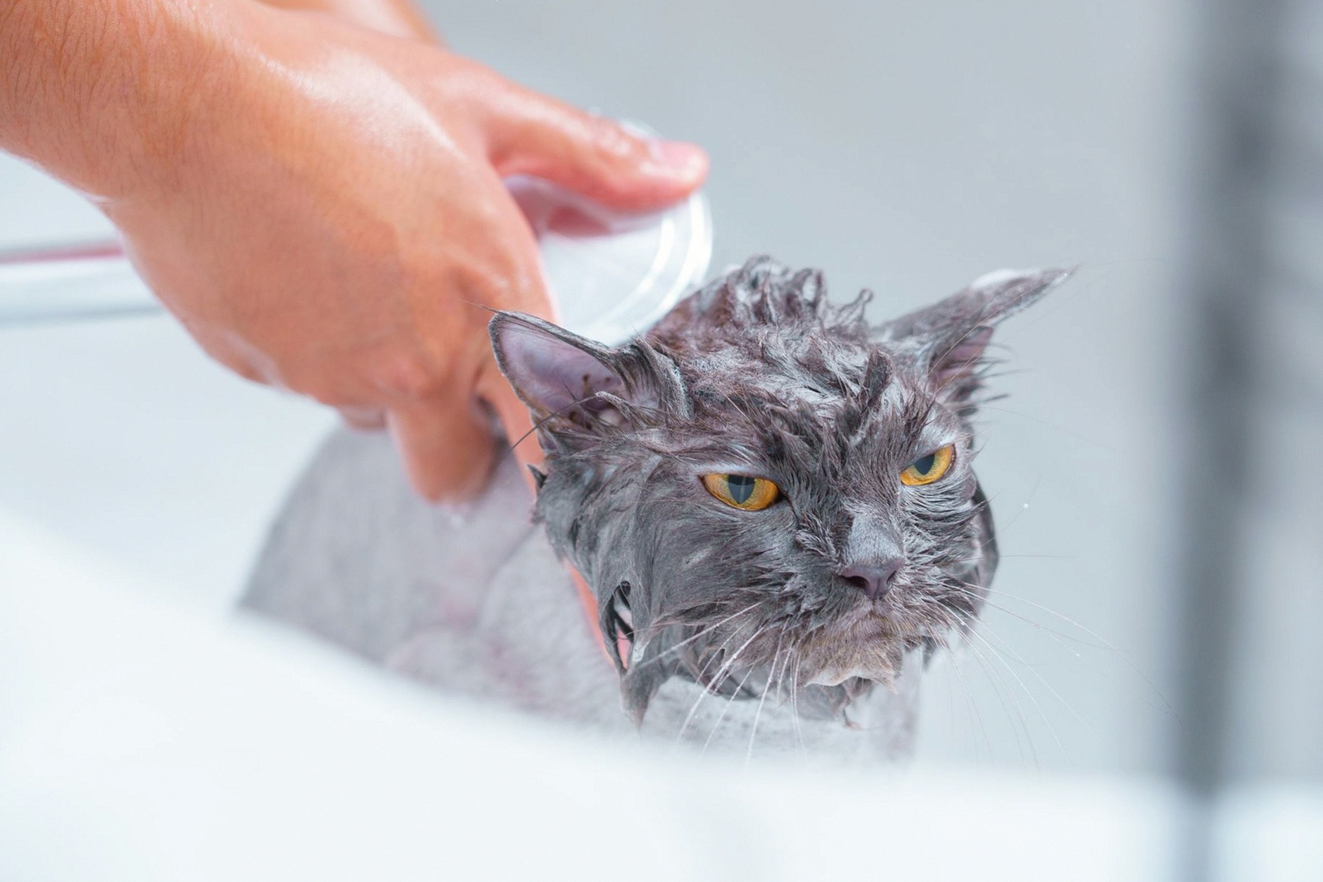 A close-up of a gray cat being bathed, focusing on its wet fur and annoyed expression.