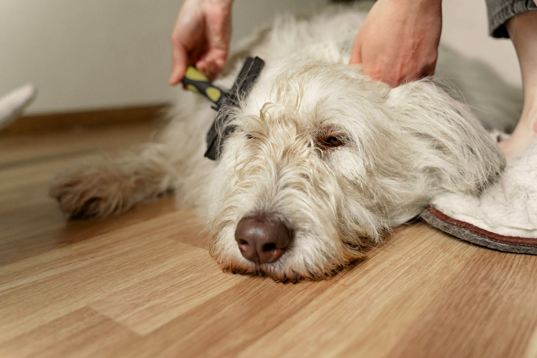 A fluffy white dog being gently brushed on a wooden floor during grooming.