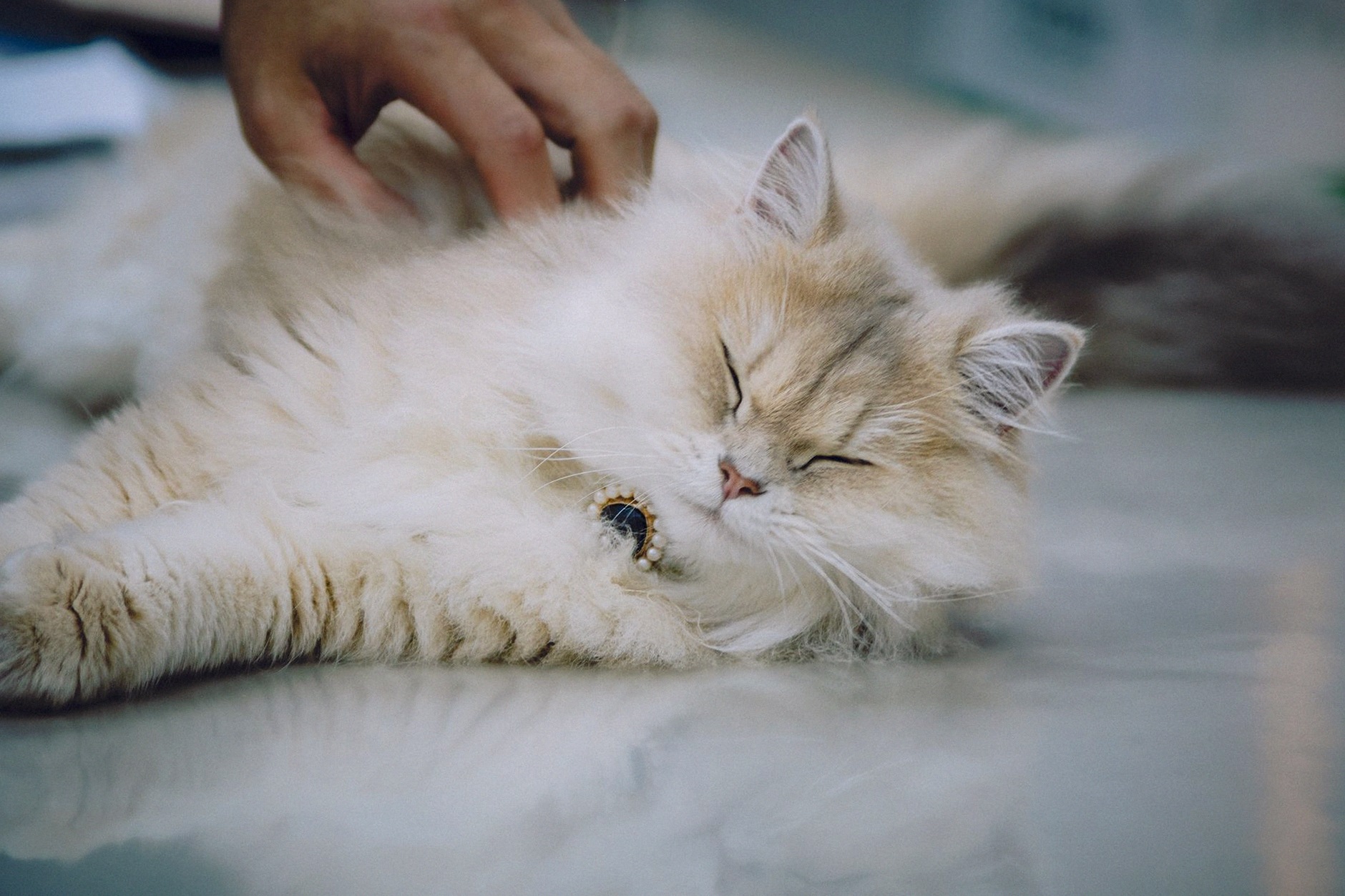 A fluffy Persian cat enjoying a relaxing moment indoors, being lovingly petted.