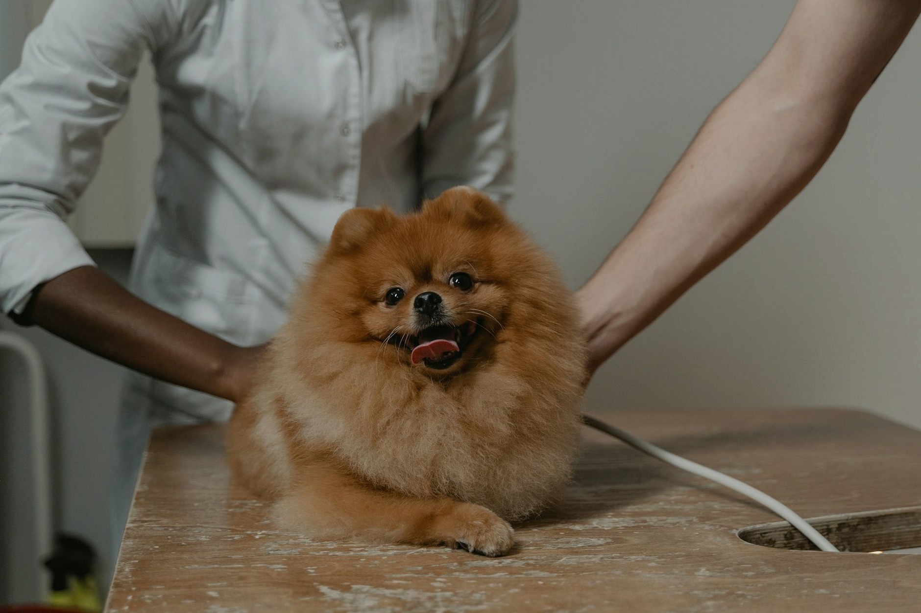 Cute Pomeranian dog lying on a vet's table, surrounded by veterinarians.