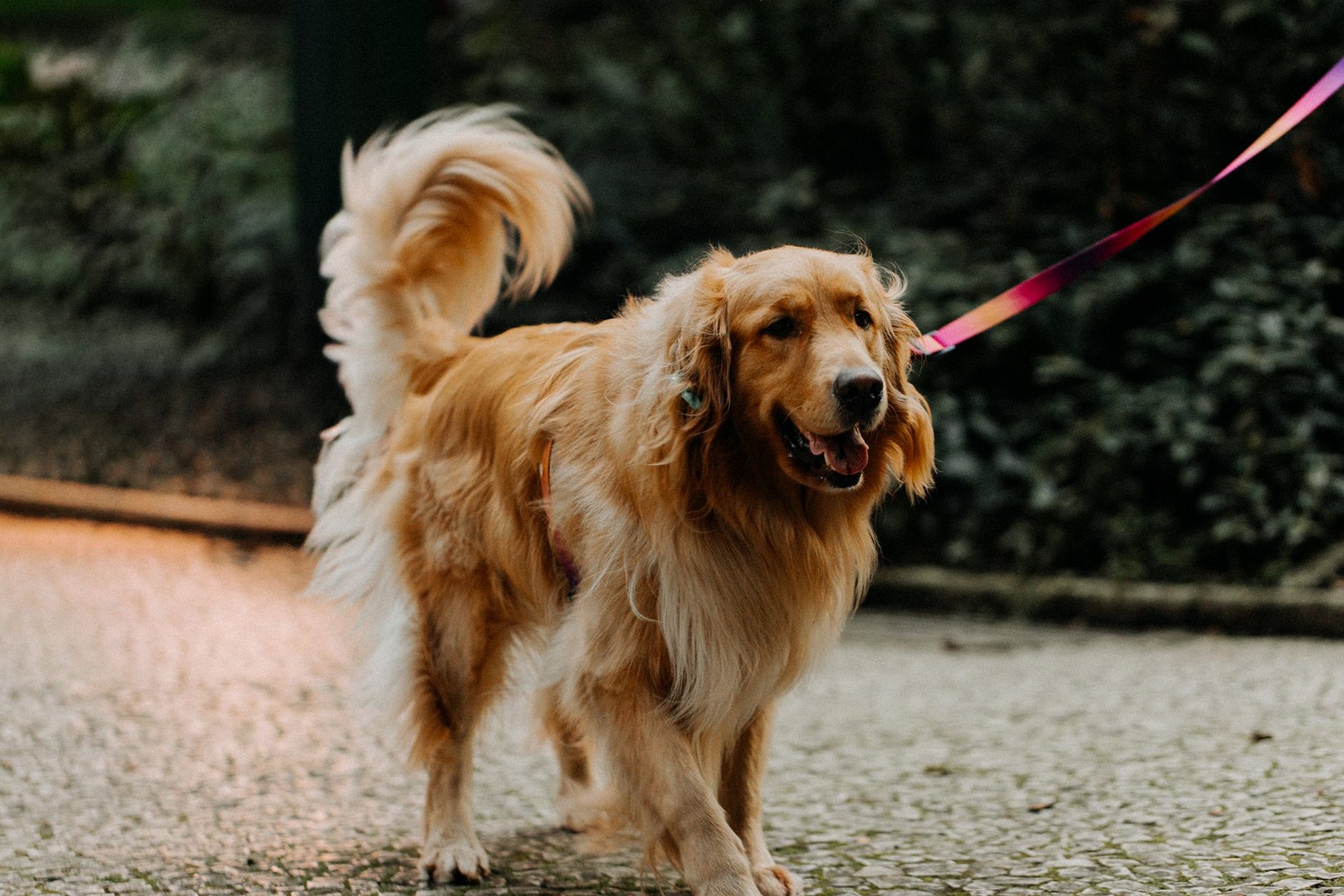 A cheerful Golden Retriever on a leash enjoying an outdoor walk on a paved path.